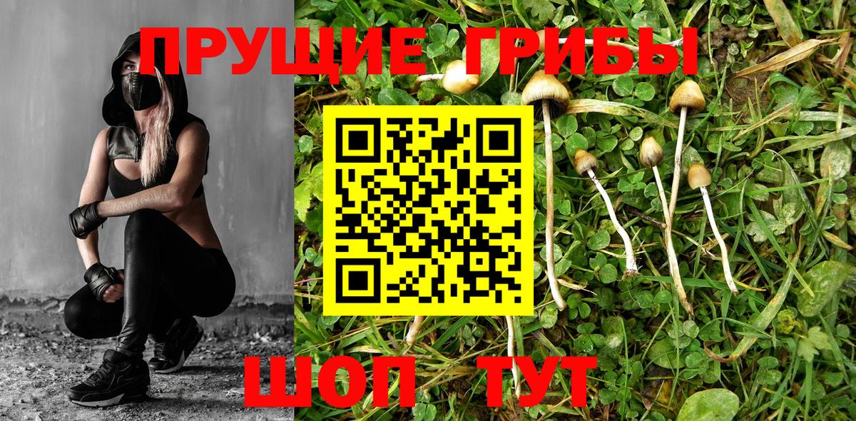 Галлюциногенные грибы Psilocybe Кумертау
